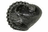 Wide, Enrolled Pedinopariops Trilobite - Excellent Eyes #347748-1